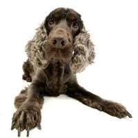 Wide angle shot of an adorable English Cocker Spaniel photo