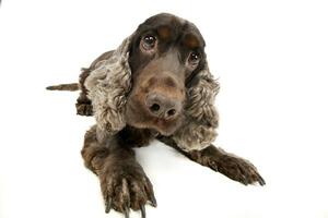 Wide angle shot of an adorable English Cocker Spaniel photo