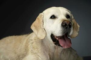 Happy labrador retriever in a gray photo studio