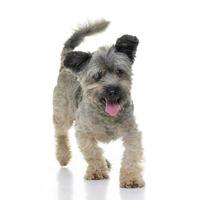 Studio shot of an adorable mixed breed dog photo