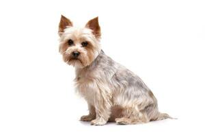 Studio shot of an adorable Yorkshire terrier photo