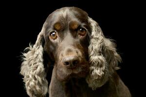 Portrait of an adorable English Cocker Spaniel photo