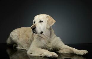 Happy labrador retriever in a gray photo studio