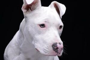 Portrait of an adorable mixed breed dog photo