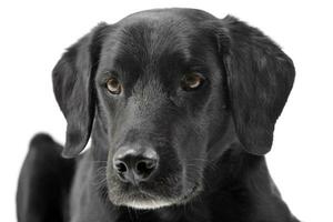 Portrait of an adorable mixed breed dog photo