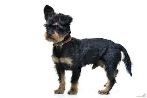 Studio shot of an adorable mixed breed dog photo