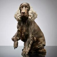 Studio shot of an adorable English Cocker Spaniel photo