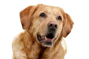 Portrait of an adorable Golden Retriever photo