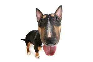 Wide angle shot of an adorable Bull terrier photo