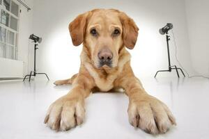 Studio shot of an adorable Golden Retriever photo