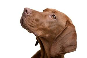 Portrait of an adorable hungarian vizsla photo