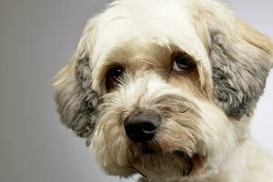 Portrait of an adorable mixed breed dog photo