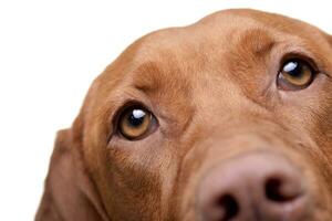 Portrait of an adorable hungarian vizsla photo