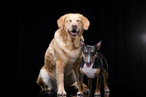 Studio shot of an adorable Golden Retriever and a Bull terrier photo