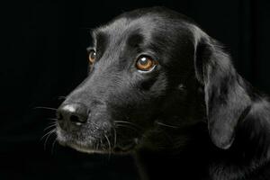 retrato de un adorable mezclado raza perro foto