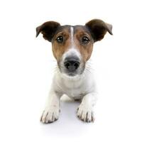 estudio Disparo de un adorable Jack Russell terrier foto