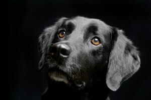 Portrait of an adorable mixed breed dog photo