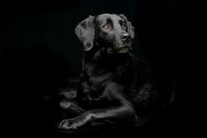 estudio Disparo de un adorable mezclado raza perro foto