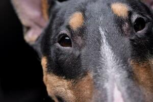 Close portrait of an adorable Bull terrier photo