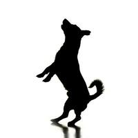 Silhouette of an adorable Jack Russell Terrier photo