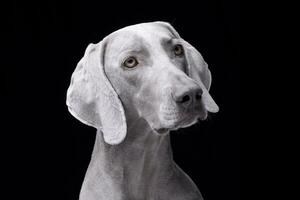 retrato de un adorable Weimaraner perro foto