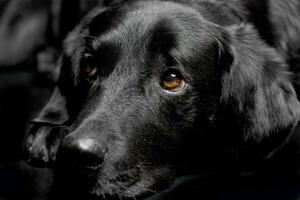 retrato de un adorable mezclado raza perro foto