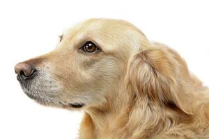 Portrait of an adorable mixed breed dog photo