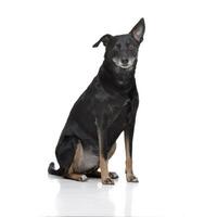 Studio shot of an adorable mixed breed dog photo