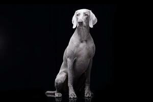 estudio Disparo de un adorable Weimaraner perro foto