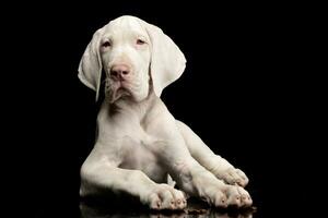 Studio shot of a cute Great Dane puppy photo