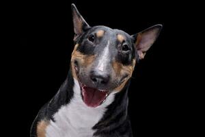 Portrait of an adorable Bull terrier photo