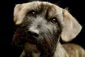 Portrait of an adorable mixed breed dog photo