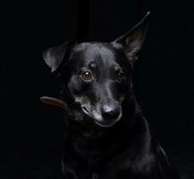 Studio shot of an adorable mixed breed dog photo