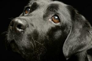 Portrait of an adorable Labrador retriever photo