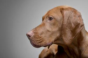 retrato de un adorable húngaro vizsla foto