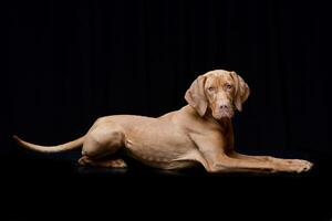 Studio shot of an adorable hungarian vizsla photo