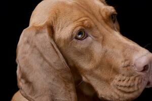 retrato de un adorable húngaro vizsla foto