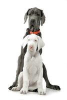 Studio shot of two adorable Great Dane photo