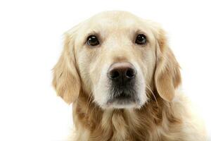 Portrait of an adorable mixed breed dog photo