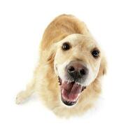 Studio shot of an adorable mixed breed dog photo