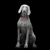 Studio shot of an adorable Weimaraner dog photo