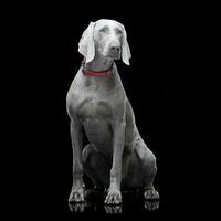 Studio shot of an adorable Weimaraner dog photo