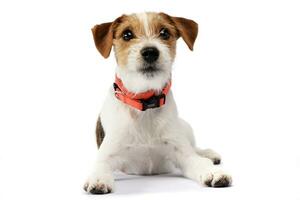 Studio shot of an adorable Jack Russell Terrier photo