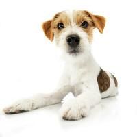 Studio shot of an adorable Jack Russell Terrier photo