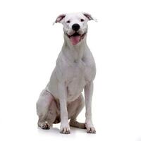 Studio shot of an adorable Dogo Argentino photo