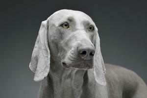 Portrait of an adorable Weimaraner dog photo