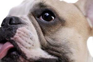 Portrait of an adorable French bulldog photo