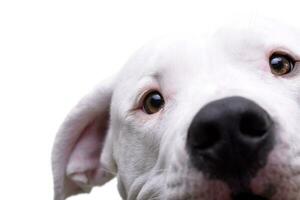 Close portrait of an adorable Dogo Argentino photo