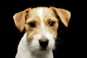 Retrato de un adorable Jack Russell Terrier foto