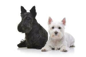 An adorable West Highland White Terrier and a Scottish terrier photo